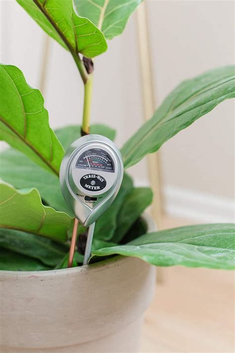 fiddle leaf fig moisture meter